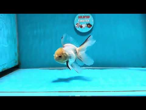 [SINGLE] White Oranda Male 4-4.5  inches #112924SO_13