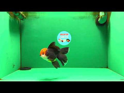 [SINGLE] Panda Oranda Male 4.5 inches #090525SO_06