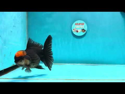 [SINGLE] Red Tancho Tricolor Oranda Male 4-4.5 inches #112924SO_11