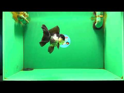 [SINGLE] Panda Oranda Female 4.5 inches #082225SO_12