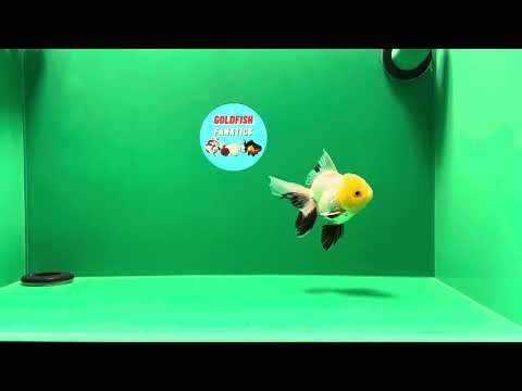 [SINGLE] Lemonhead Oranda Male 4 inches #013125SO_25