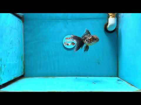 [SINGLE] Calico Kirin Oranda Male 4.5 inches #121324SO_04