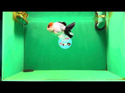 [SINGLE] Tricolor Male Oranda 4-4.5 inches #080125SO_11