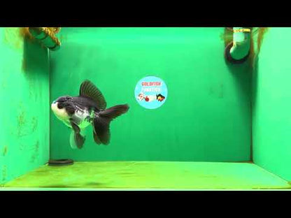 [SINGLE] Panda Oranda Male 4.5 inches #080825SO_10