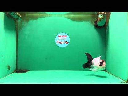 [SINGLE] Tricolor Oranda Male 4-4.5 inches #091925SO_09