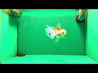 [SINGLE] Orange White Oranda Female 4-4.5 inches #111425SO_06
