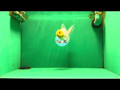 [SINGLE] Lemonhead Oranda Male 5 inches #082225SO_05